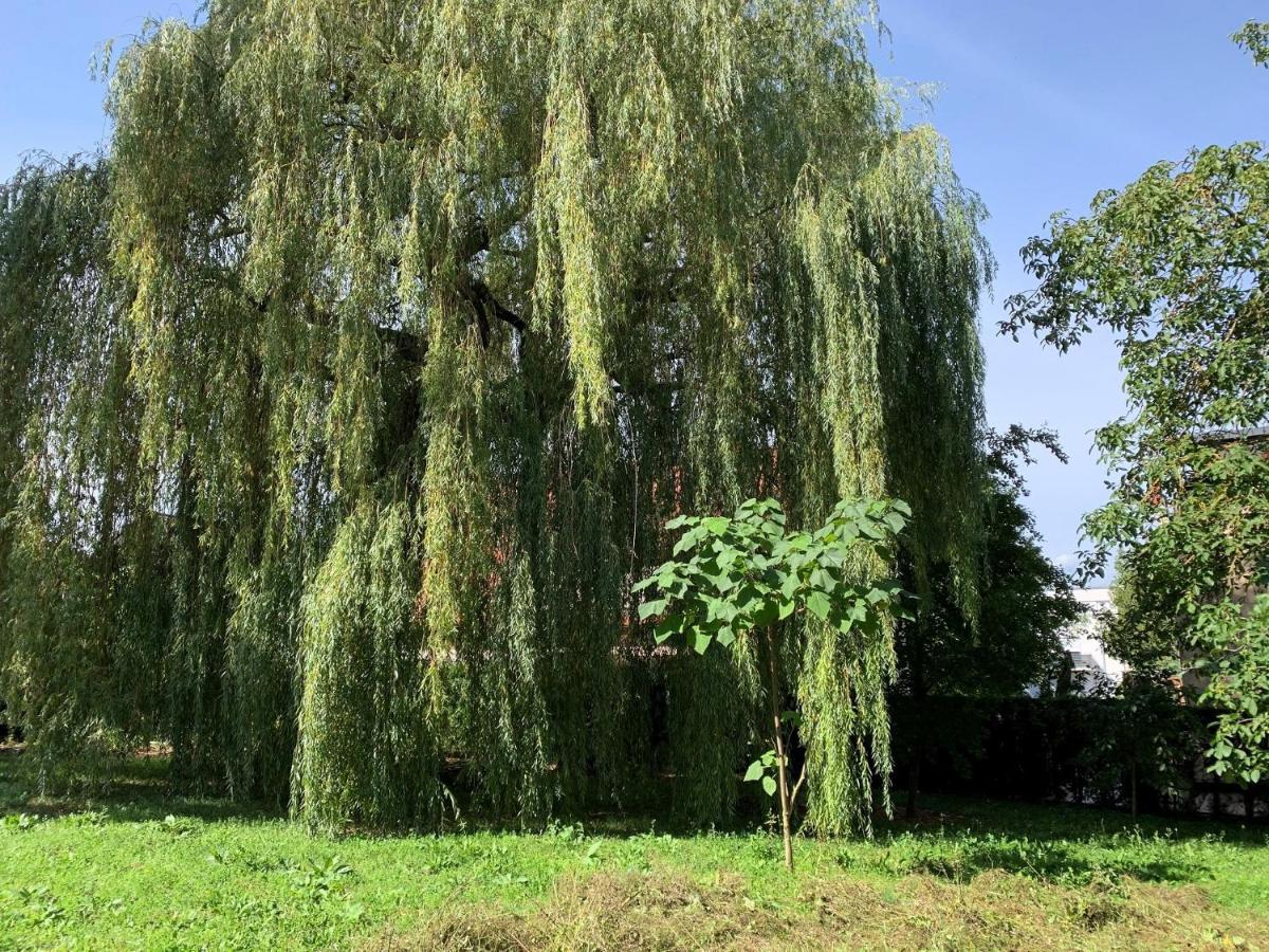 F80-Die Feine Ferienwohnung Regensburg Eksteriør billede